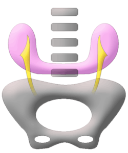 radiopaedia